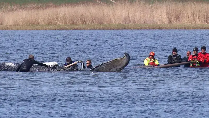 A whale was stranded. It was stranded for five weeks. How was it rescued? 3 w 3