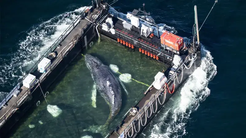 A whale was stranded. It was stranded for five weeks. How was it rescued? 4 whale 2