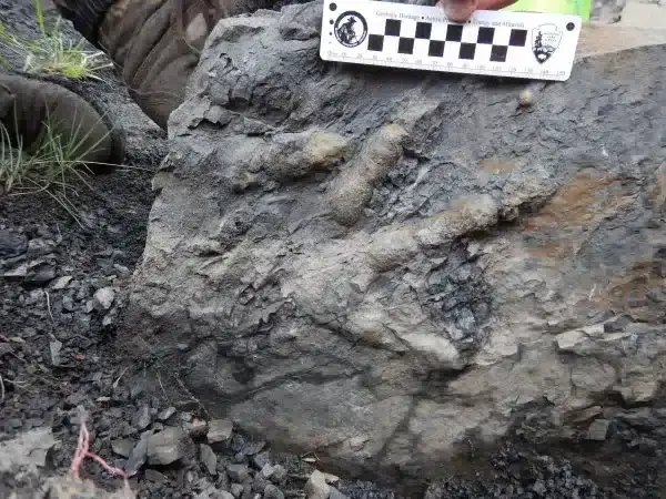 Scientists have discovered a huge graveyard of dinosaur tracks and here's what they found 5 dino3
