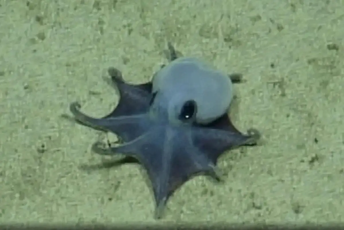 Blue Little One: New species of octopus discovered by scientists 2 octopus2